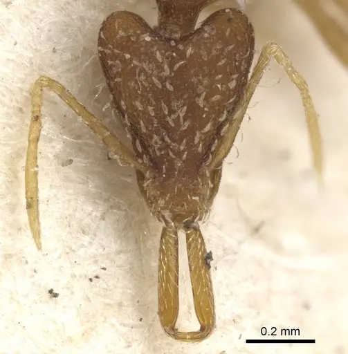 Strumigenys elongata specimen CASENT0900445 image casent0900445_2