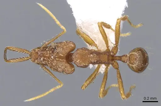 Strumigenys elongata specimen CASENT0914734 image casent0914734_1