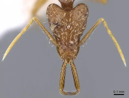 Strumigenys elongata specimen CASENT0914734 image casent0914734_2