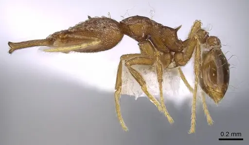 Strumigenys elongata specimen CASENT0914734 image casent0914734_3