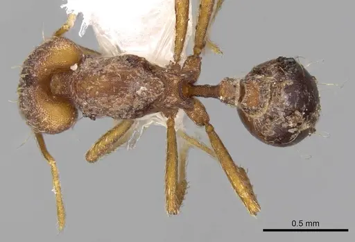 Strumigenys elongata specimen CASENT0914735 image casent0914735_1