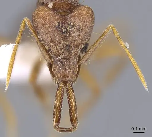 Strumigenys elongata specimen CASENT0914735 image casent0914735_2
