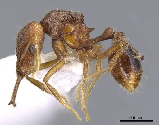 Strumigenys elongata specimen CASENT0914735 image casent0914735_3