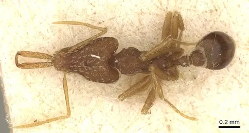 Strumigenys elongata specimen CASENT0915691 image casent0915691_1