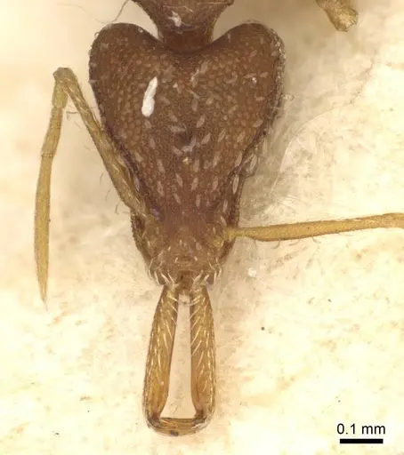 Strumigenys elongata specimen CASENT0915691 image casent0915691_2