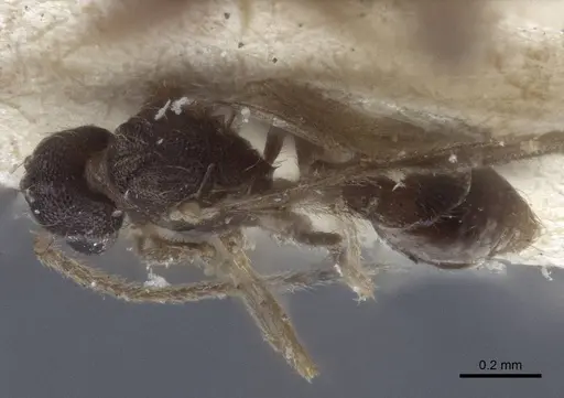 Strumigenys elongata specimen CASENT0916681 image casent0916681_1