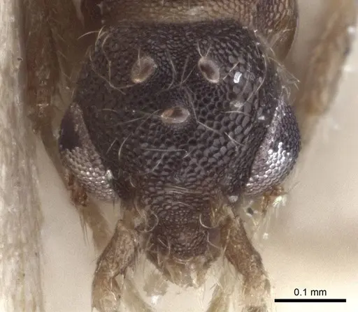 Strumigenys elongata specimen CASENT0916681 image casent0916681_2