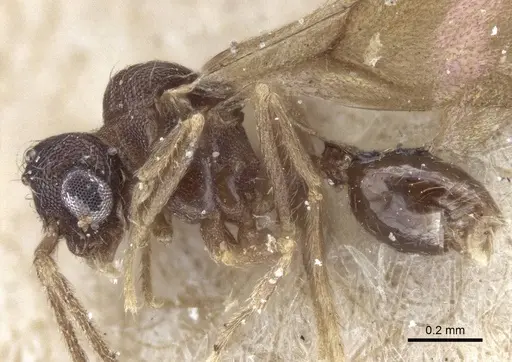 Strumigenys elongata specimen CASENT0916681 image casent0916681_3