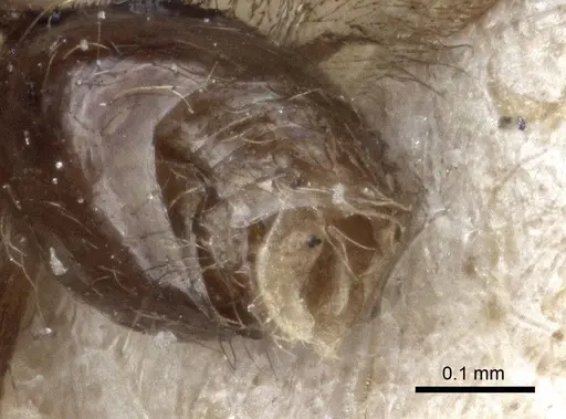 Strumigenys elongata specimen CASENT0916681 image casent0916681_4