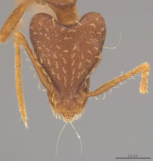 Strumigenys elongata specimen CASENT4036192 image casent4036192_1