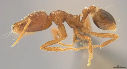 Strumigenys elongata specimen CASENT4036192 image casent4036192_2