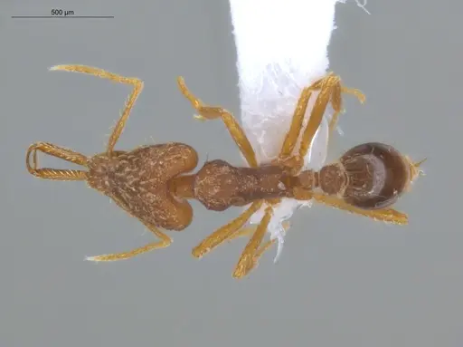 Strumigenys elongata specimen ECOFOG-IT14-0968-33 image ecofog-it14-0968-33_1