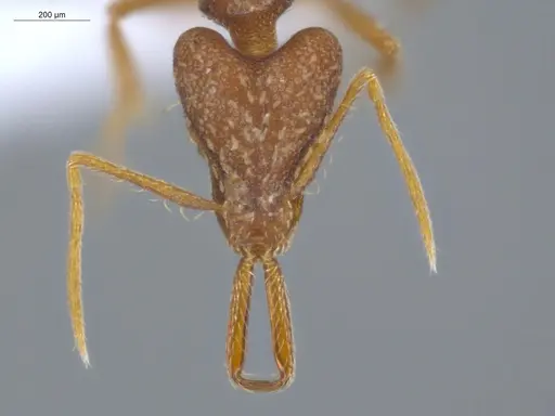 Strumigenys elongata specimen ECOFOG-IT14-0968-33 image ecofog-it14-0968-33_2