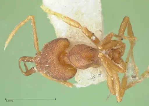 Strumigenys elongata specimen FOCOL2162 image focol2162_1