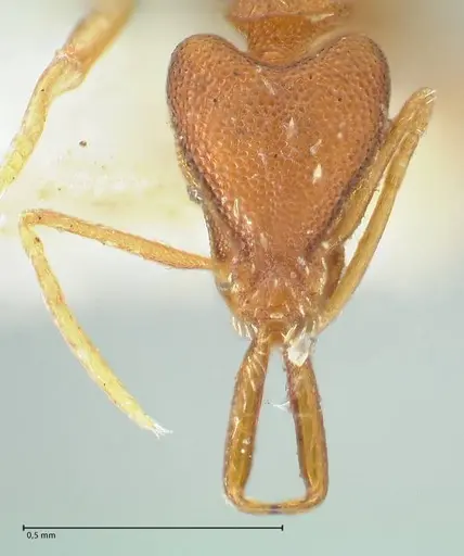 Strumigenys elongata specimen FOCOL2162 image focol2162_2