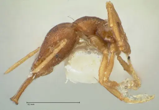 Strumigenys elongata specimen FOCOL2162 image focol2162_3