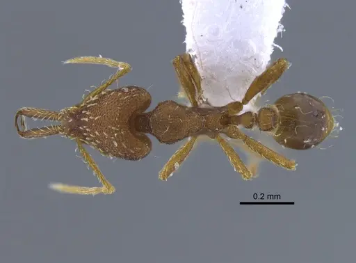 Strumigenys elongata specimen IAVH-E-222789 image iavh-e-222789_1