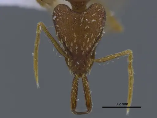Strumigenys elongata specimen IAVH-E-222789 image iavh-e-222789_2