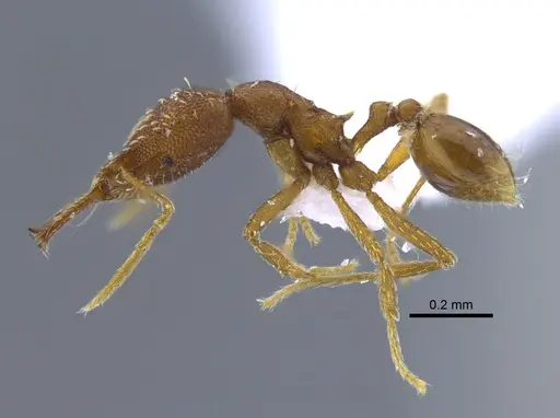 Strumigenys elongata specimen IAVH-E-222789 image iavh-e-222789_3