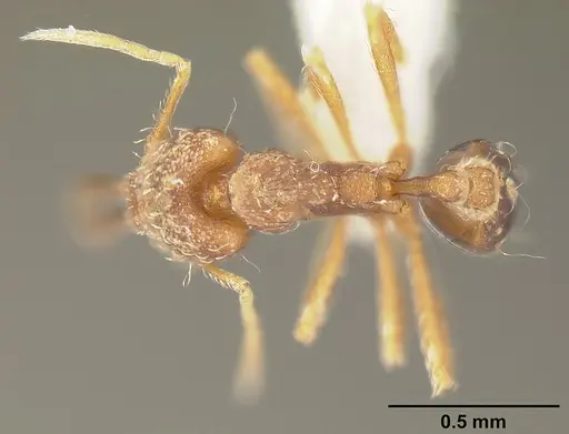 Strumigenys elongata specimen INBIOCRI002281500 image inbiocri002281500_1