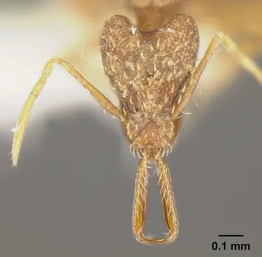 Strumigenys elongata specimen INBIOCRI002281500 image inbiocri002281500_2