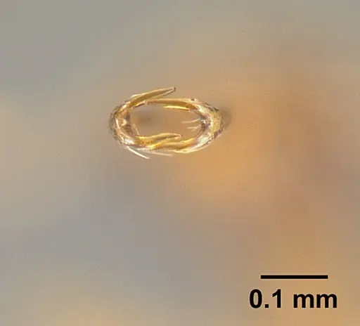 Strumigenys elongata specimen INBIOCRI002281500 image inbiocri002281500_3