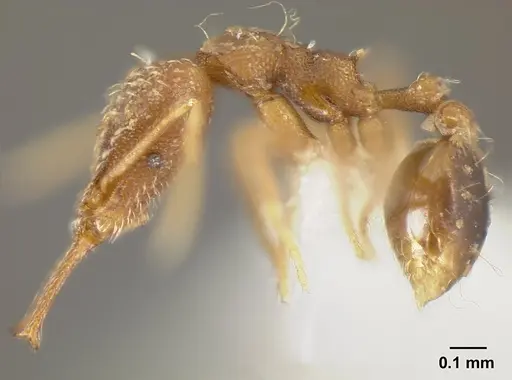 Strumigenys elongata specimen INBIOCRI002281500 image inbiocri002281500_4