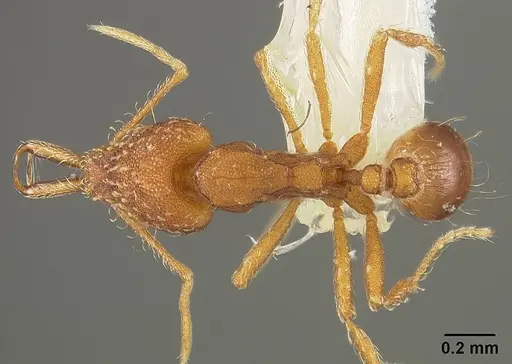 Strumigenys elongata specimen USNMENT00442326 image usnment00442326_1