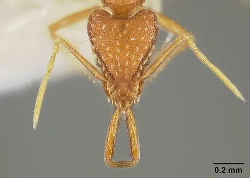 Strumigenys elongata specimen USNMENT00442326 image usnment00442326_2