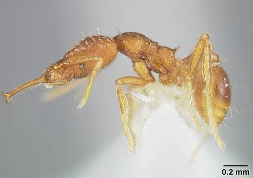Strumigenys elongata specimen USNMENT00442326 image usnment00442326_3