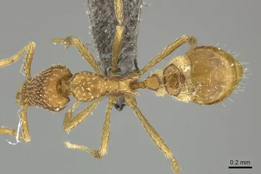 Strumigenys emarginata specimen CASENT0235993 image casent0235993_1