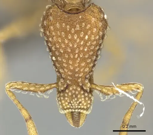 Strumigenys emarginata specimen CASENT0235993 image casent0235993_2