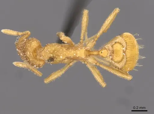 Strumigenys emarginata specimen CASENT0909330 image casent0909330_1
