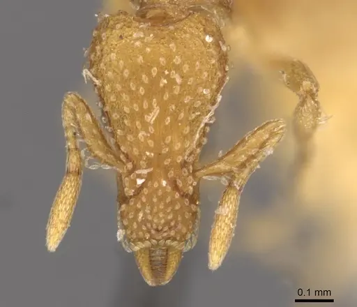 Strumigenys emarginata specimen CASENT0909330 image casent0909330_2