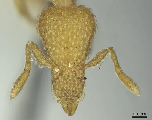 Strumigenys emarginata specimen CASENT0915945 image casent0915945_2