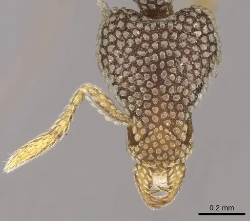 Strumigenys emdeni specimen CASENT0280760 image casent0280760_2