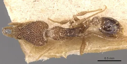 Strumigenys emdeni specimen CASENT0904946 image casent0904946_1