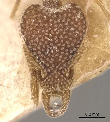 Strumigenys emdeni specimen CASENT0904946 image casent0904946_2