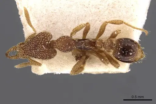 Strumigenys emdeni specimen CASENT0909308 image casent0909308_1