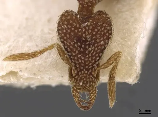 Strumigenys emdeni specimen CASENT0909308 image casent0909308_2