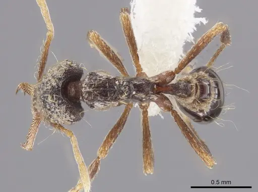 Strumigenys emeryi specimen CASENT0647552 image casent0647552_1