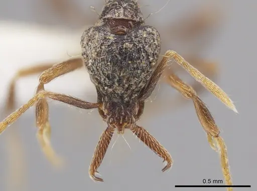 Strumigenys emeryi specimen CASENT0647552 image casent0647552_2