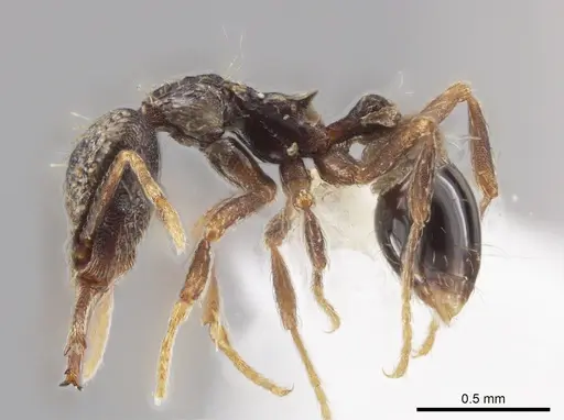 Strumigenys emeryi specimen CASENT0647552 image casent0647552_3