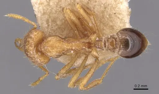 Strumigenys emeryi specimen CASENT0904940 image casent0904940_1