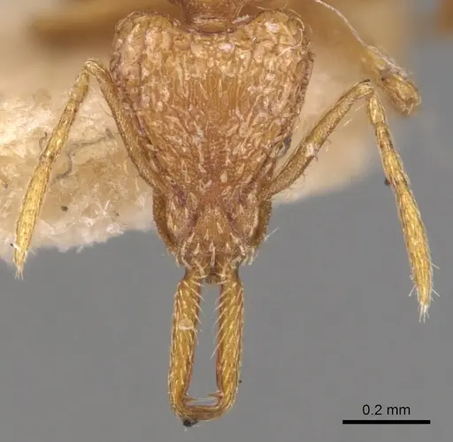 Strumigenys emeryi specimen CASENT0904940 image casent0904940_2