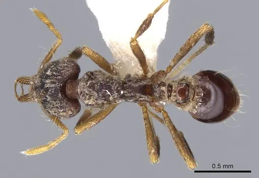 Strumigenys emeryi specimen CASENT0914736 image casent0914736_1