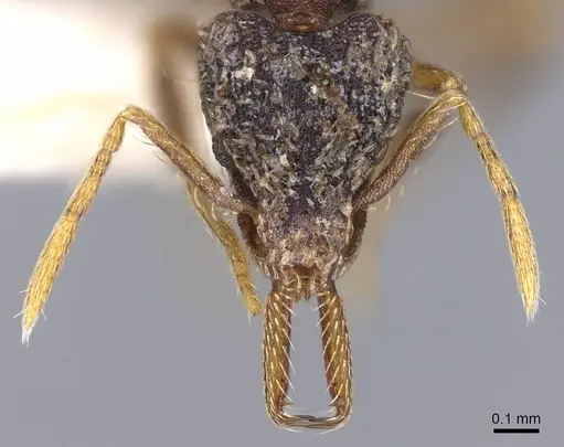 Strumigenys emeryi specimen CASENT0914736 image casent0914736_2