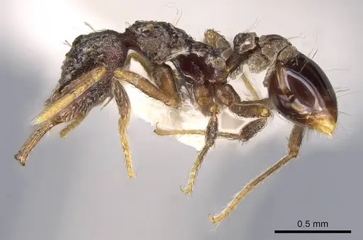 Strumigenys emeryi specimen CASENT0914736 image casent0914736_3