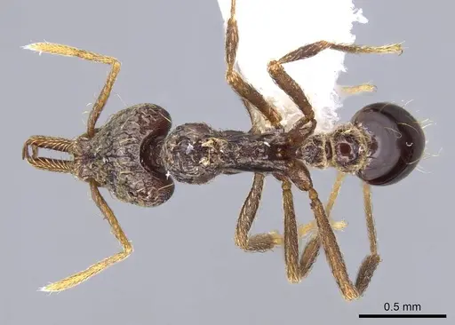 Strumigenys emeryi specimen CASENT0914737 image casent0914737_1
