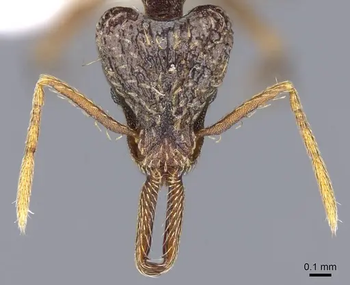 Strumigenys emeryi specimen CASENT0914737 image casent0914737_2